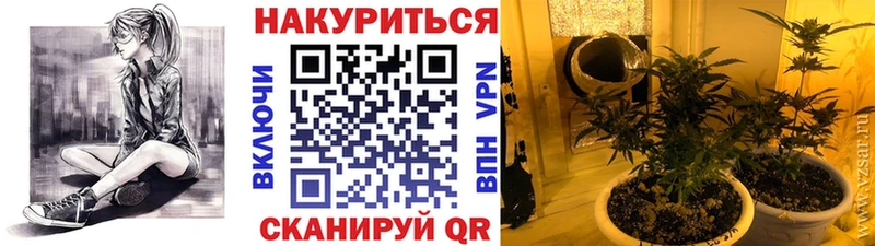 Каннабис планчик  Суворов 